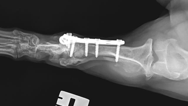Obraz radiologiczny kończyny miednicznej lewej po 4 tygodniach od osteotomii
